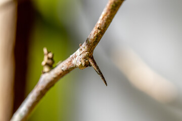 Close up de um espinho