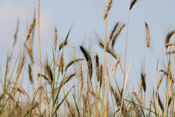 Natura - zboże na polnej łące