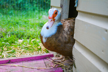 Cute pet brown and white muscovy duck in a pink duck house coop - obrazy, fototapety, plakaty