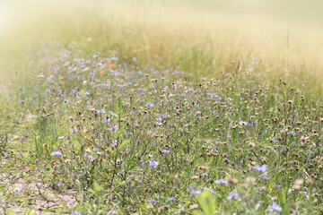 Łąka z polnymi kwiatami