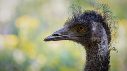 strauss, bird, schnabel, tier, kopf, emu, natur, genick, wild lebende tiere, auge, wild, tierpark,...