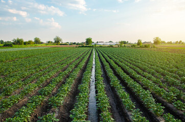 Fototapeta na wymiar Water flows through an irrigation canal on a potato plantation. Providing the field with life-giving moisture. Surface irrigation of crops. European farming. Agriculture. Agronomy. Flow control