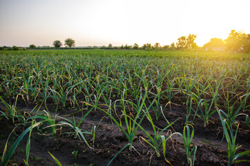 Leek onions farm field. Fresh green vegetation after watering. Agroindustry. Farming, agriculture...