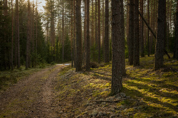 path in the forest
