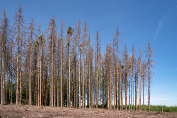 Dead forest, forest dieback in Germany