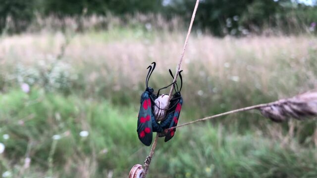 Zwei Rotwidderchen. Hufeisenklee-Wiiderchen, bzw. Sechspunktwidderchen bei der Paarung.