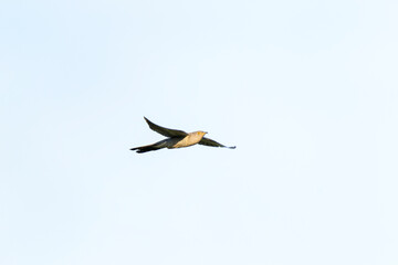 Common cuckoo flying during morning time. Ornithology in the Rhodope mountains. Bulgaria birds during spring season.