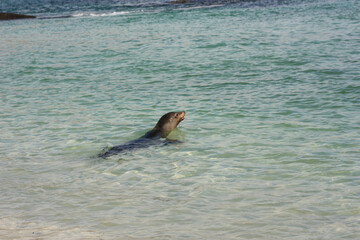 seal in the water