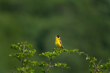 Black headed bunting singing in the meadow. Ornithology in the Rhodope mountains. Bulgaria birds during spring season. Bunting protect territory. 