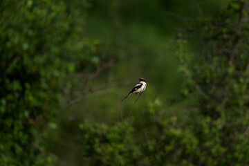 Woodchat shrike singing in the meadow. Ornithology in the Rhodope mountains. Bulgaria birds during spring season. Shrike protect territory. 