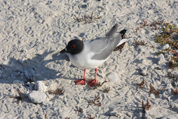 black headed gull