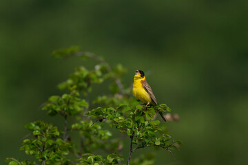 Black headed bunting singing in the meadow. Ornithology in the Rhodope mountains. Bulgaria birds during spring season. Bunting protect territory. 
