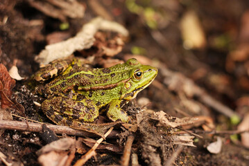 frog on the ground