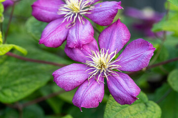 Purple, lilac clematis flower close up in the garden