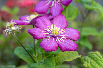 Purple, lilac clematis flower close up in the garden