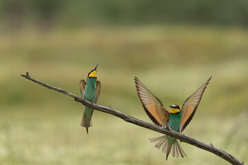 European bee eater have a rest in the meadow. Ornithology in the Rhodope mountains. Bulgaria birds during spring season.