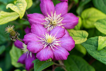 Purple, lilac clematis flower close up in the garden