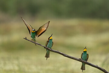 European bee eater have a rest in the meadow. Ornithology in the Rhodope mountains. Bulgaria birds during spring season.
