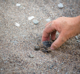 Human hand holding tiny sea turtle baby, helping it to dig out of its nest under the sand