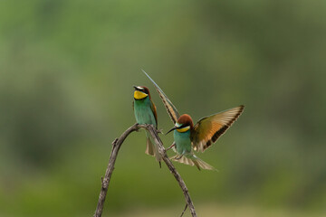 European bee eater have a rest in the meadow. Ornithology in the Rhodope mountains. Bulgaria birds during spring season.
