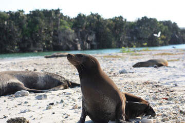Fototapeta premium island sea lion