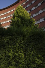 Vegetation in an urban park