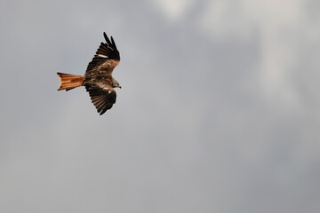 Red kite // Rotmilan, Roter Milan (Milvus milvus)