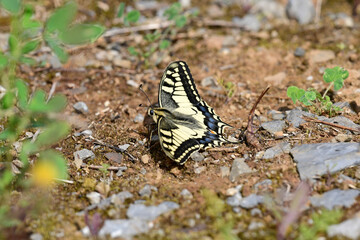 Yellow swallowtail // Schwalbenschwanz (Papilio machaon)