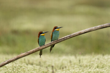 European bee eater have a rest in the meadow. Ornithology in the Rhodope mountains. Bulgaria birds during spring season.