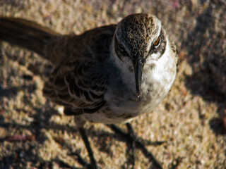 bird in the snow