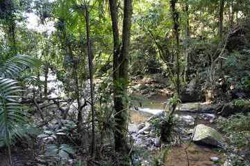 Fototapeta premium Mata atlântica