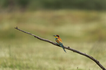 European bee eater have a rest in the meadow. Ornithology in the Rhodope mountains. Bulgaria birds during spring season.