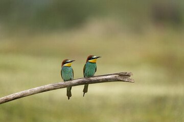 European bee eater have a rest in the meadow. Ornithology in the Rhodope mountains. Bulgaria birds during spring season.