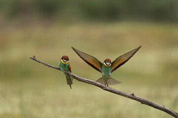 European bee eater have a rest in the meadow. Ornithology in the Rhodope mountains. Bulgaria birds during spring season.