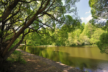 Fototapeta na wymiar willow on the shore of the pond