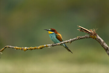 European bee eater have a rest in the meadow. Ornithology in the Rhodope mountains. Bulgaria birds during spring season.