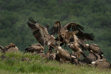 Griffon vultures in the meadow. Ornithology in the Rhodope mountains. Bulgaria birds during spring season. Vultures near the carcass. 
