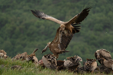 Griffon vultures in the meadow. Ornithology in the Rhodope mountains. Bulgaria birds during spring season. Vultures near the carcass. 