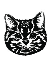 British plush cat
