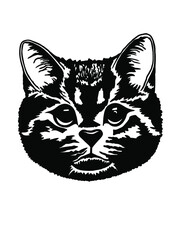 Fototapeta na wymiar British plush cat