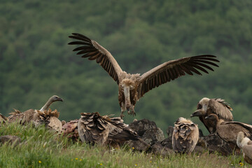 Griffon vultures in the meadow. Ornithology in the Rhodope mountains. Bulgaria birds during spring season. Vultures near the carcass. 