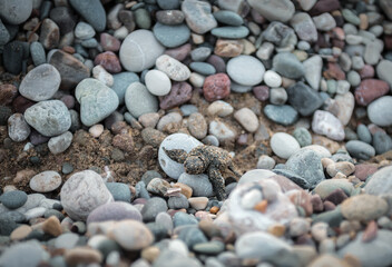 Tiny sea turtle hatchling overcoming obstacles on its hard journey from nest to sea