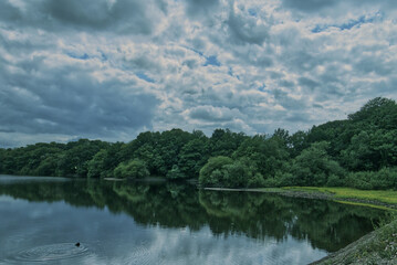 lake in the forest