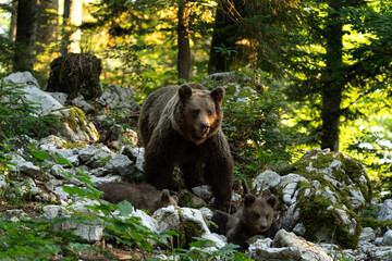Brown bear family have a rest in the forest. Slovenia wildlife during summer season. Bear cub lying between a stones. - obrazy, fototapety, plakaty