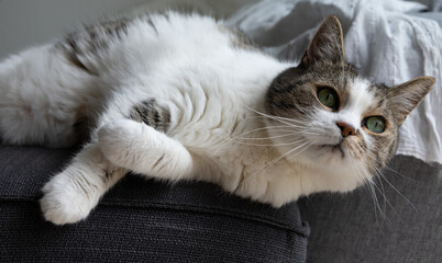 Stunning cat with green eyes and long white whiskers