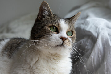 Stunning cat with green eyes and long white whiskers