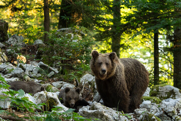 Brown bear family have a rest in the forest. Slovenia wildlife during summer season. Bear cub lying between a stones. © prochym