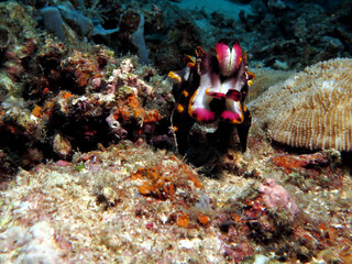 Flamboyant cuttlefish also known as Metasepia pfefferi Boracay Island Philippines