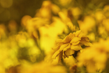 Flores amarelas