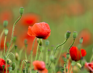 red poppy flower